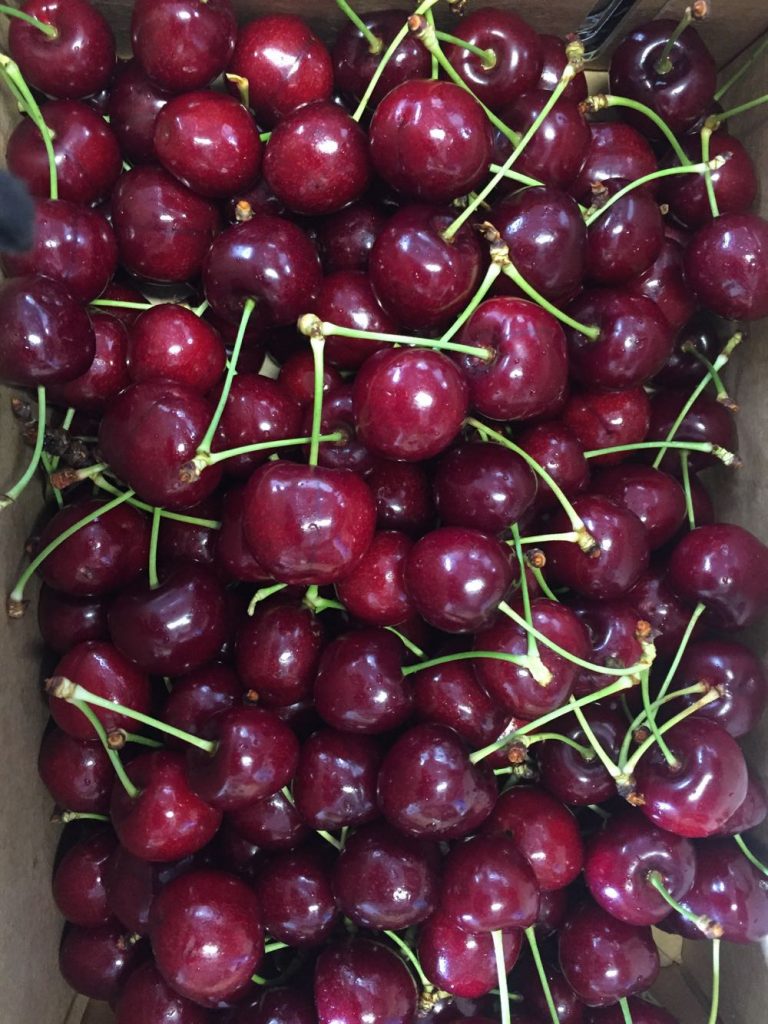 pick cherries lanidale cherry orchard victoria yarra valley